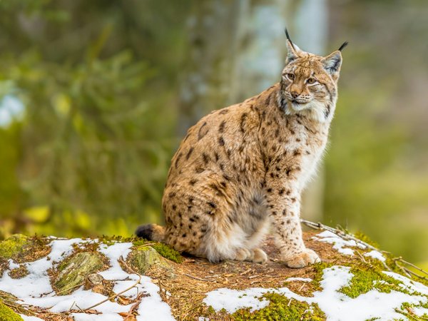 Peut-on trouver une croisière qui propose des excursions pour observer les lynx en Europe ?