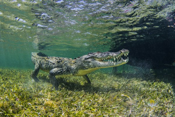 Comment organiser un camping pour observer les crocodiles en Australie?